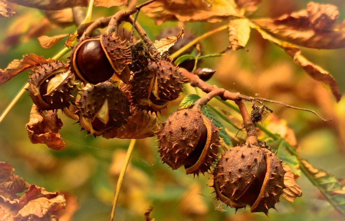 Horse Chestnuts on a Branch in Autumn
