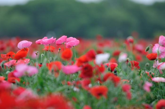 Field of Red and Pink Poppies