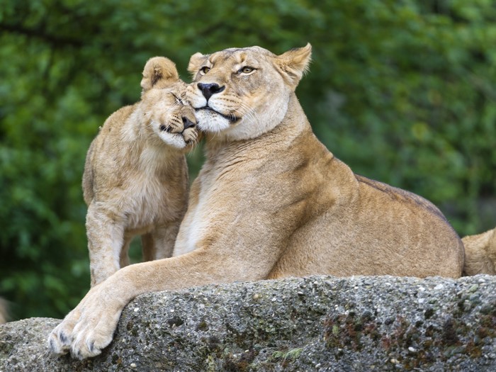 Lioness and cub on stones