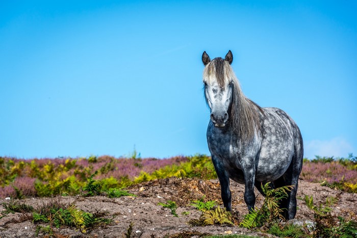 A dappled grey horse stands on a hill