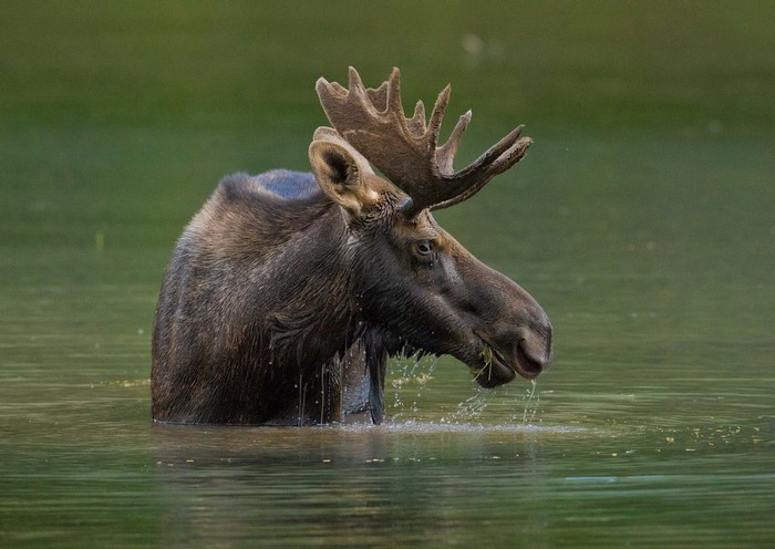 Moose with large antlers in water