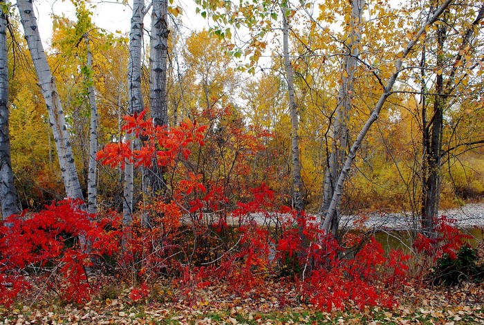 Autumn forest with red and yellow foliage