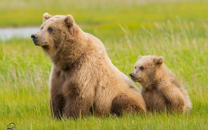 Mother and cub brown bears sitting in green grass