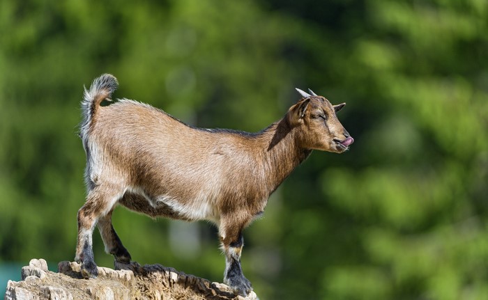 Goat with horns licking its nose