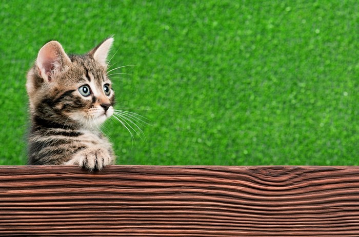 Kitten peeking over a wooden fence with green grass background