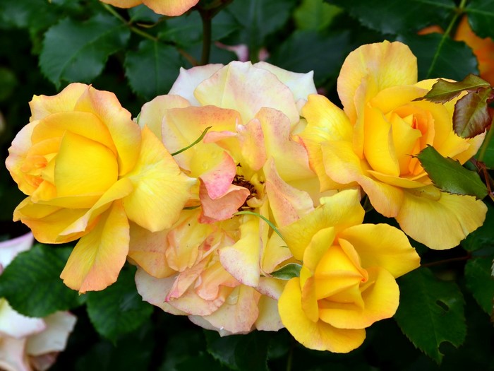 Yellow and peach roses with green leaves