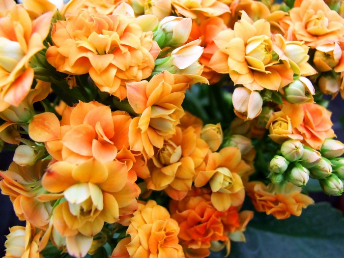 Close-up of orange Kalanchoe flowers