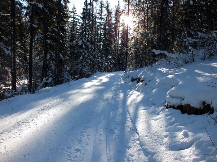 Snowy forest road with sunbeams