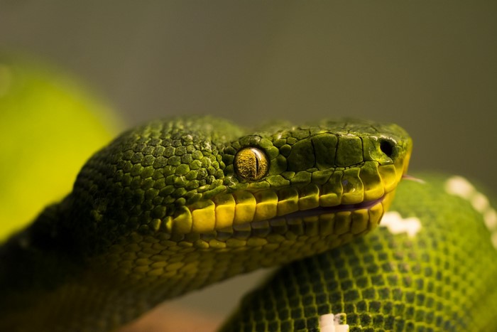 Close-up of a green snake's head