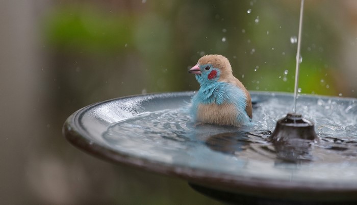 A small bird bathes in a bird bath with water splashing