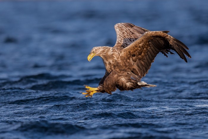 White-tailed eagle hunting over water