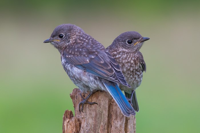 Two young bluebirds perched on a tree stump