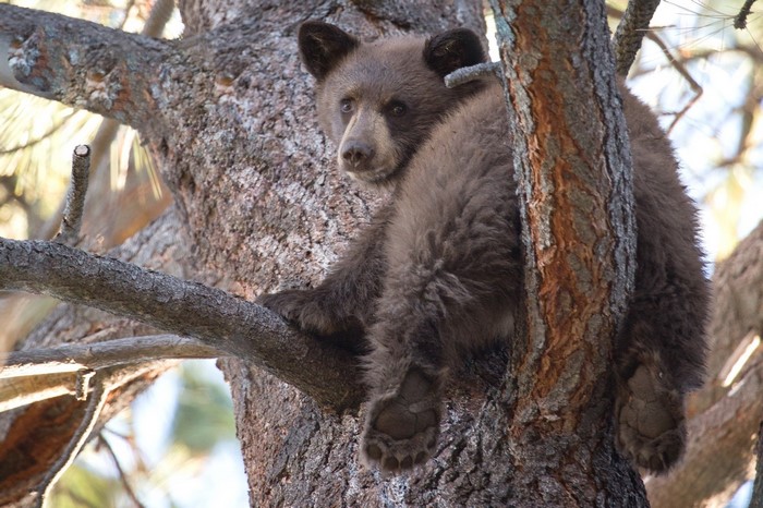 A brown bear cub sits on tree branches