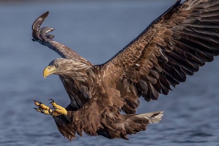 White-tailed eagle in flight over water