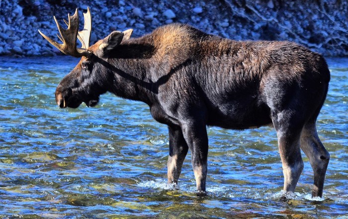 Bull Moose Standing in a River