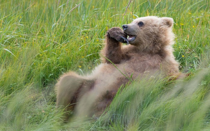 Brown bear cub lying in tall grass