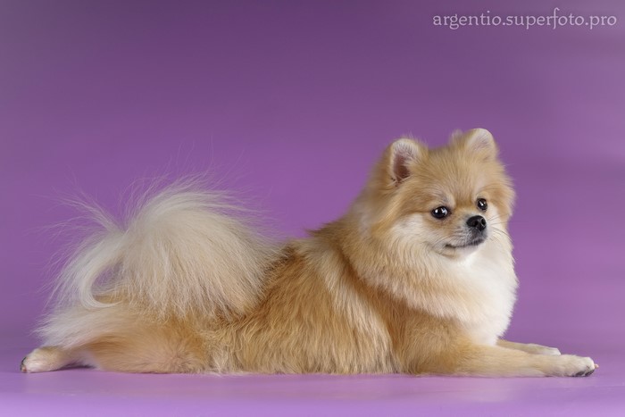 Pomeranian dog lying on a purple background