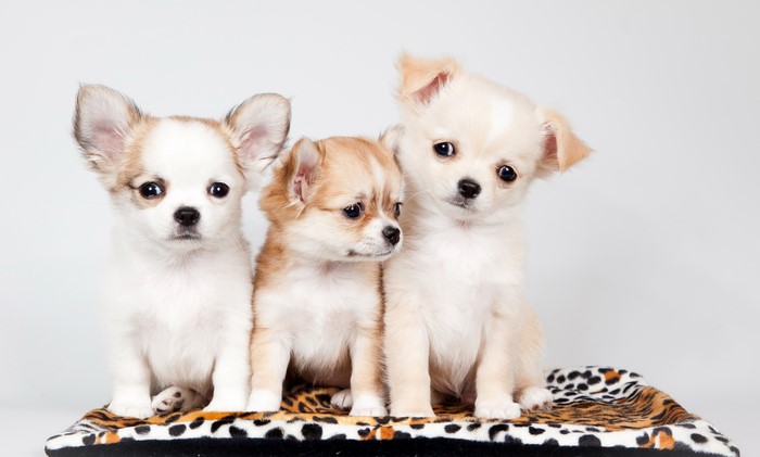 Three Chihuahua Puppies on a Carpet