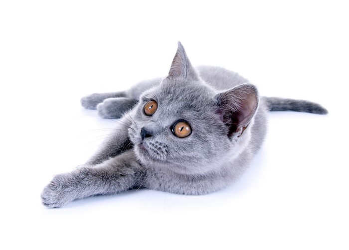 Grey British Shorthair Kitten Looking Up