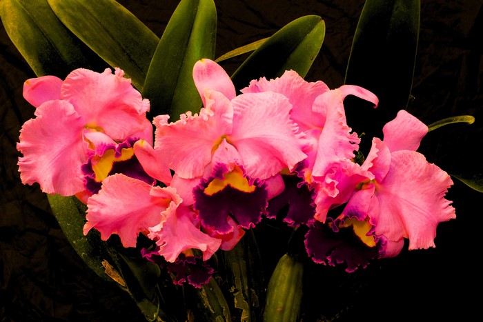 Pink Cattleya orchids with dark background