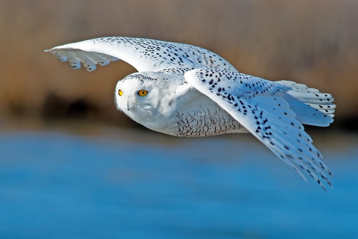 Snowy owl in flight over water