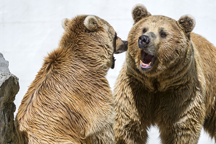 Two Brown Bears Roaring