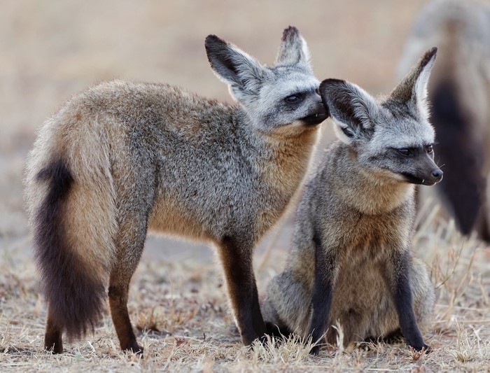 Two Bat-eared Foxes in a Field