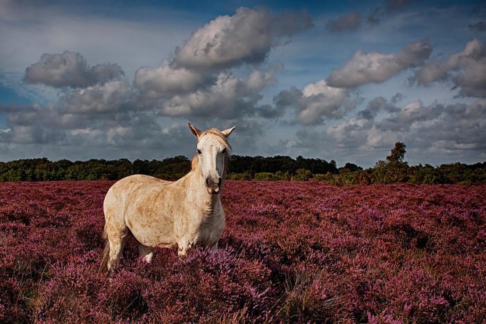 Horse in a field of heather under a cloudy sky