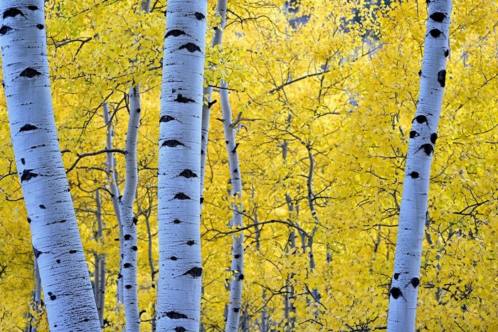 Golden Autumn Birch Forest Scene