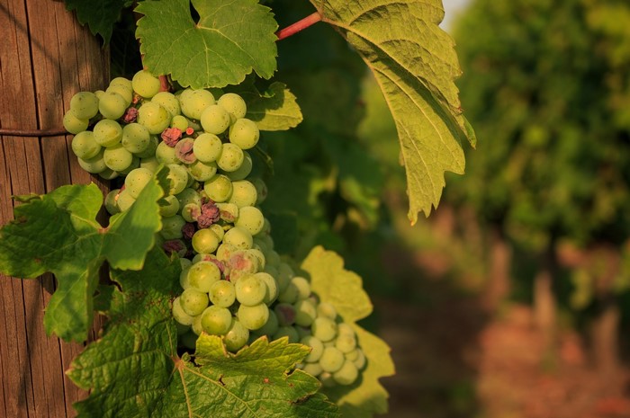 Green grapes on a vine with leaves