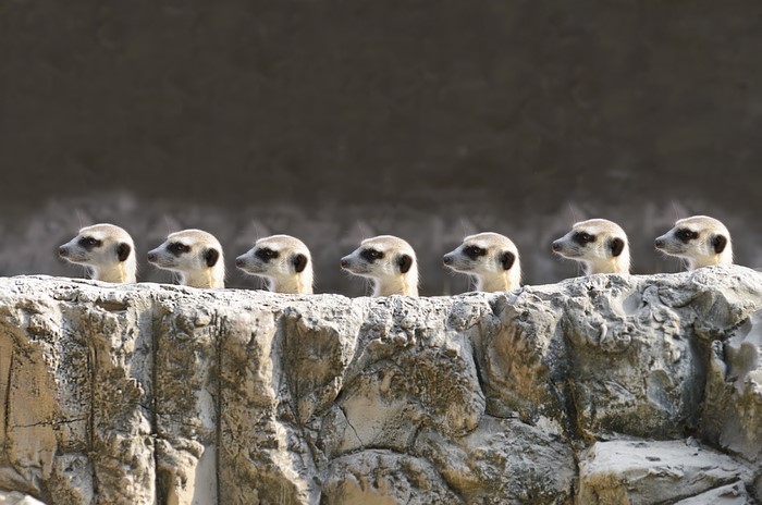 Seven meerkats peeking over rocks