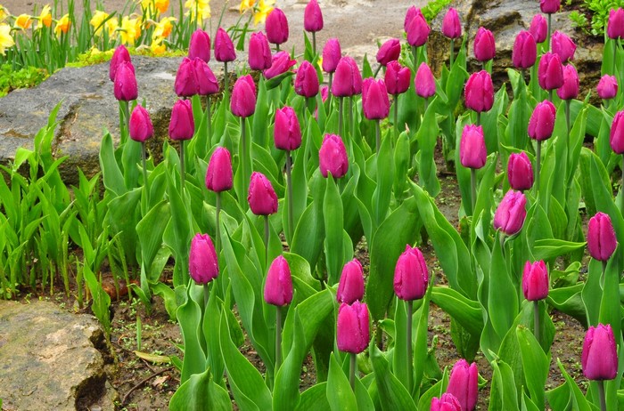 Violet tulips blooming in a garden with yellow daffodils