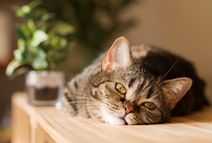 Tabby cat lying down with green eyes