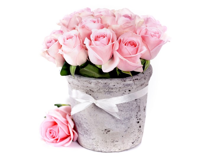Pink Roses in a Pot
