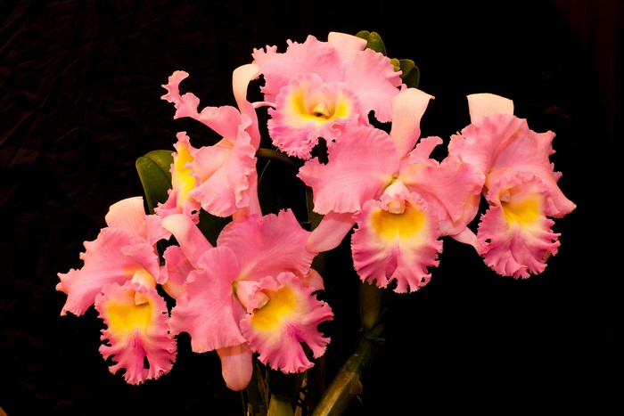 Pink Cattleya Orchids with Yellow Centers