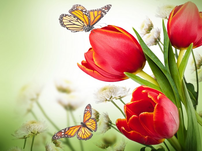 4K Tulips and Butterflies
