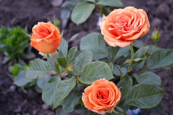 Three orange roses on a bush