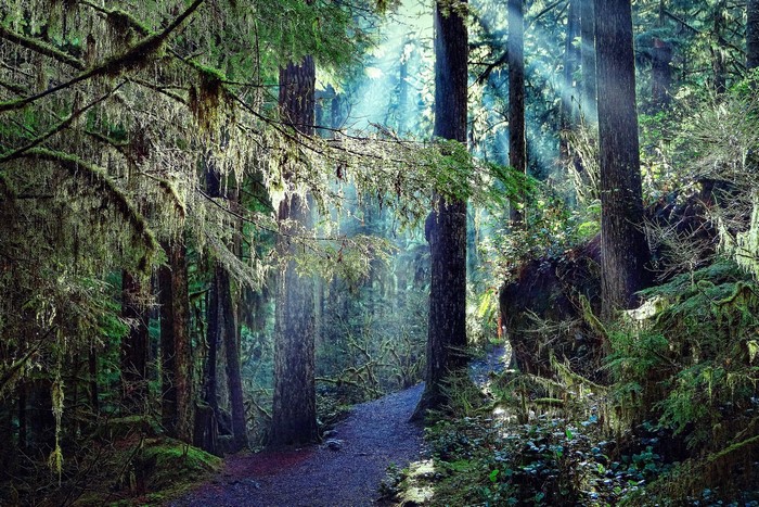 Sunlight filtering through a moss-covered forest with a trail