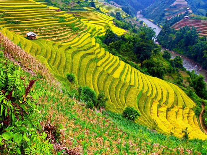 Terraced rice fields and river in a valley
