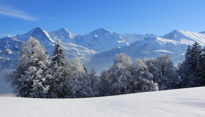 Snow-covered trees in front of majestic Swiss Alps