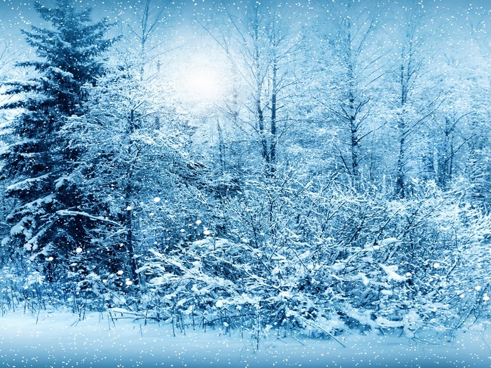 Snowy forest with spruce trees and falling snow