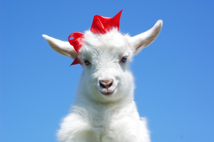 Baby goat with red bow on blue sky