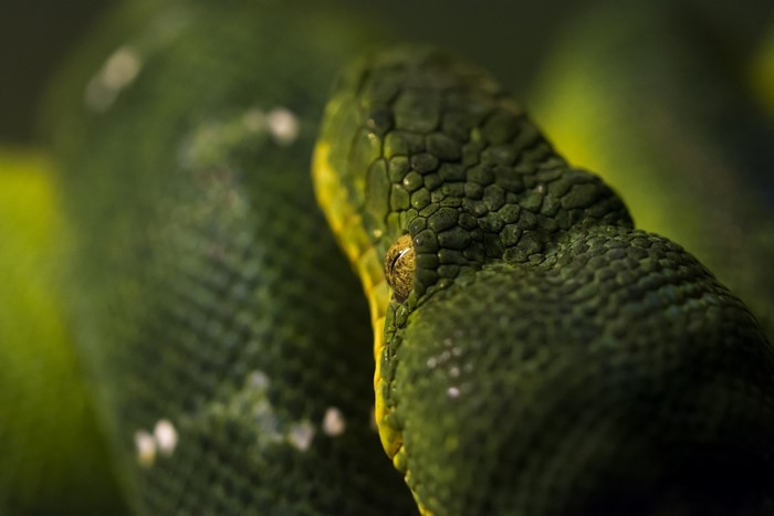 Close-up of a green snake's head