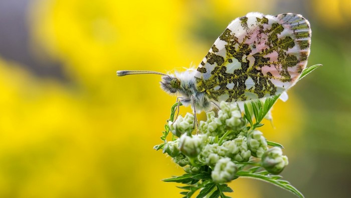 Orange Tip Butterfly on a Flower