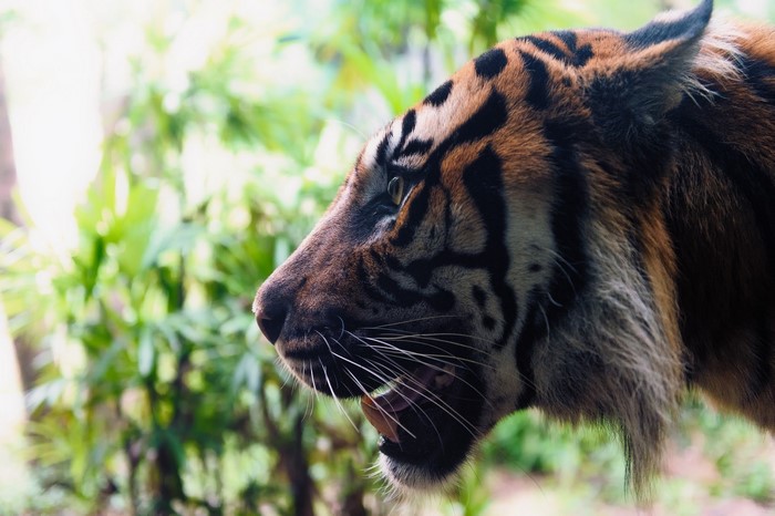 Tiger's face in profile with mouth open