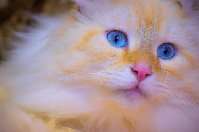 Close-up of a fluffy cat with blue eyes
