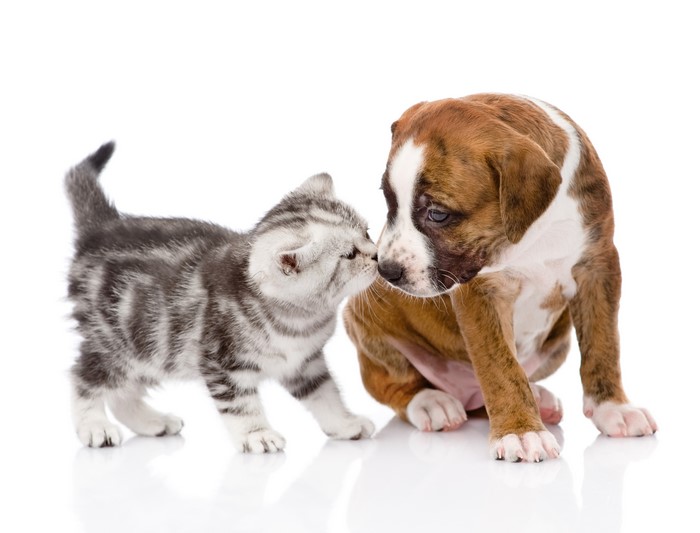 Kitten kissing a puppy