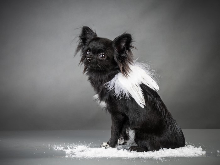 Black Chihuahua dog with white angel wings