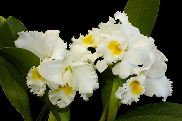 White orchids with yellow centers on black background