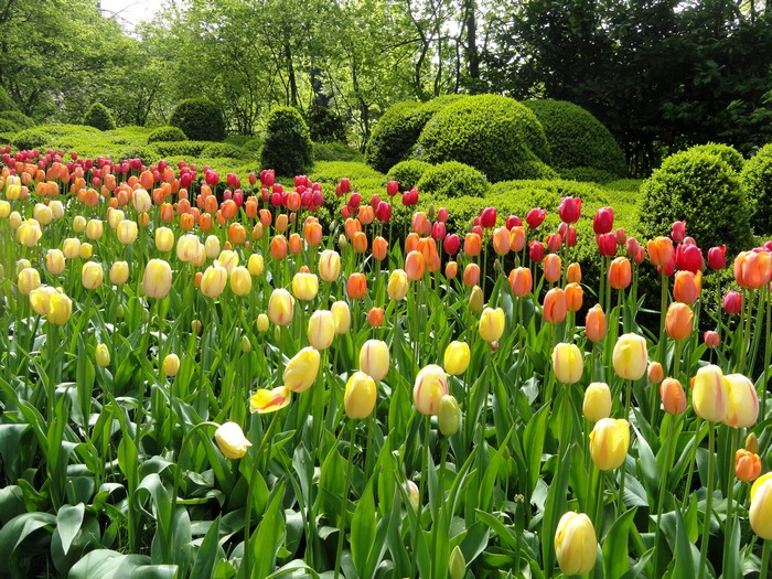 A garden filled with colorful tulips and manicured bushes